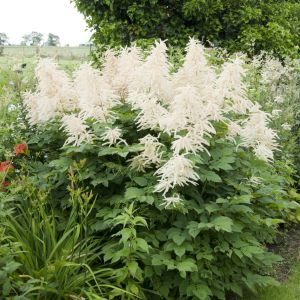 Aruncus dioicus 9 cm
