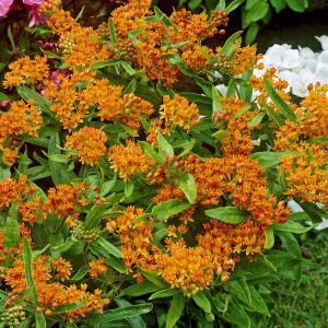 Asclepias tuberosa 9 cm