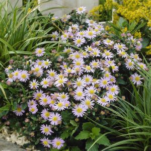 Aster ageratoides Stardust 9 cm