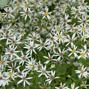 Aster divaricatus 9 cm