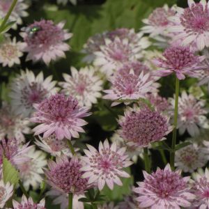 Astrantia major Rosa Lee 9 cm