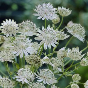Astrantia major Shaggy 9 cm