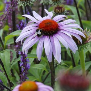 Echinacea purpurea Magnus 9 cm