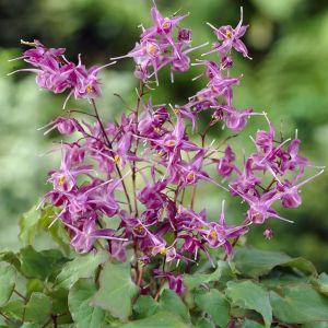 Epimedium grandiflorum Lilafee 9 cm