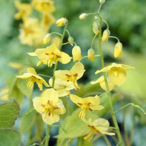 Epimedium pinnatum colchicum 9 cm