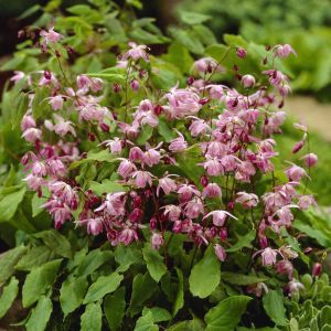 Epimedium x youngianum Roseum 9 cm