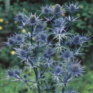 Eryngium bourgatii 9 cm
