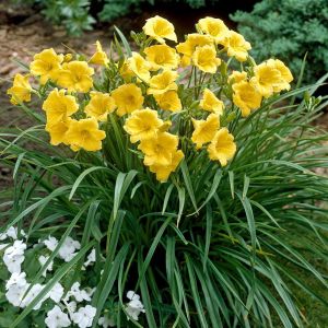 Hemerocallis Stella d'Oro 9 cm