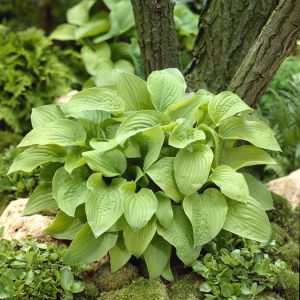 Hosta August Moon 9 cm