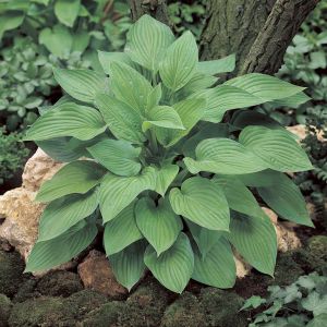 Hosta Hyacinthina 9 cm