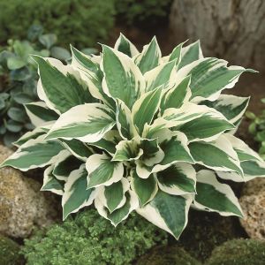 Hosta fortunei Patriot 9 cm