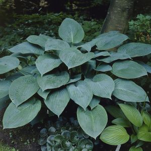 Hosta Krossa Regal 9 cm