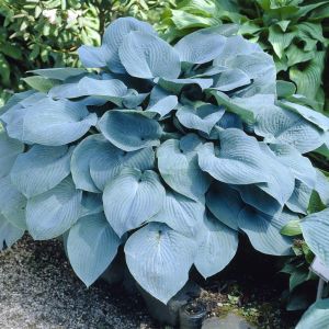 Hosta sieboldiana 'Elegans' 9 cm