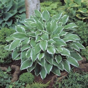 Hosta Albomarginata 9 cm