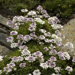 Iberis sempervirens Weisser Zwerg  9 cm
