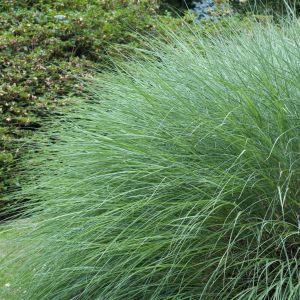 Miscanthus sinensis Gracillimus 9 cm