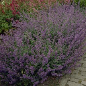 Nepeta faassenii Six Hills Giant 9 cm