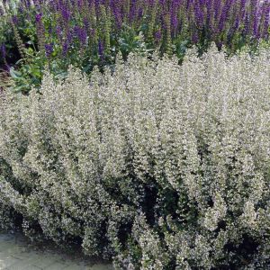 Nepeta faassenii Snowflake 9 cm