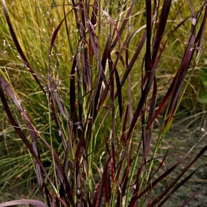 Panicum virgatum Shenandoah 9 cm