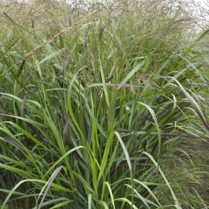 Panicum virgatum Squaw 9 cm