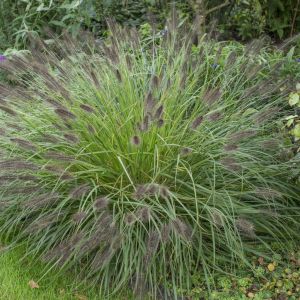 Pennisetum alopecuroides Moudry  9 cm