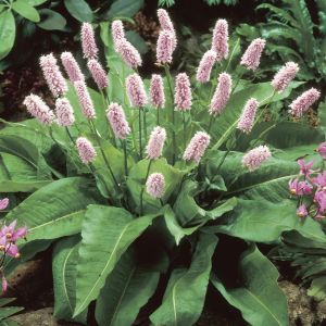 Persicaria affinis Superba 9 cm