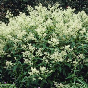 Persicaria amplexicaulis Alba 9 cm