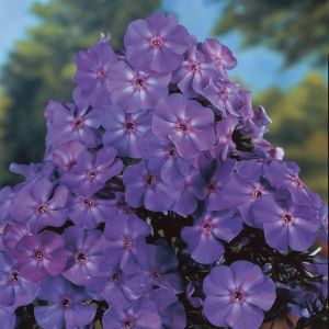 Phlox paniculata Blue Boy 9 cm