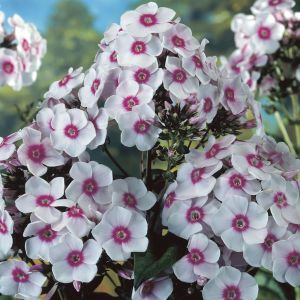 Phlox paniculata Europa 9 cm