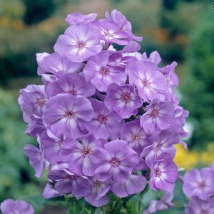 Phlox paniculata Laura 9 cm