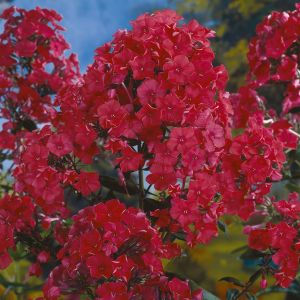 Phlox paniculata Starfire 9 cm