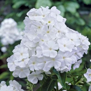 Phlox paniculata White Admiral 9 cm