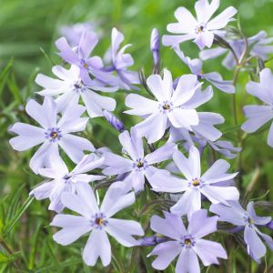 Phlox subulata Emerald Cushion Blue 9 cm
