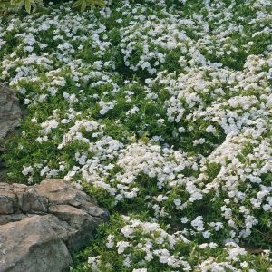 Phlox subulata Maischnee 9 cm