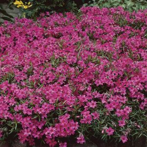 Phlox subulata Temiskaming 9 cm