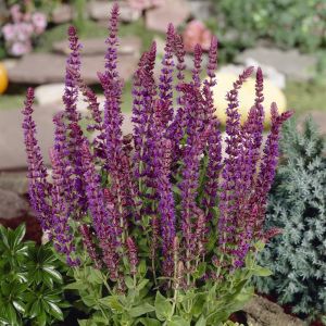 Salvia nemorosa Ostfriesland 9 cm