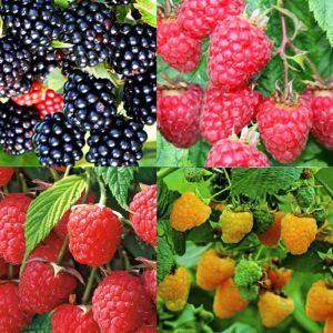 Rubus Collection