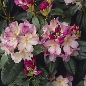 Rhododendron Percy Wiseman 13 cm pot