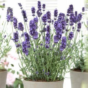 Lavender Hidcote 9cm pot