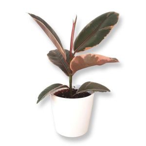 Ficus Elastica Belize P12