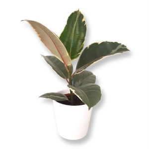 Ficus Elastica Tineke P12