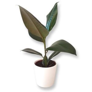 Ficus Elastica Robusta P12