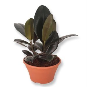 Ficus Elastica Abidjan P23