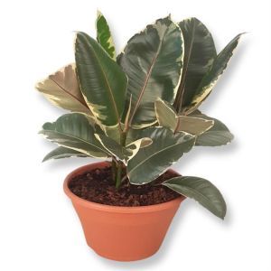 Ficus Elastica Tineke P23