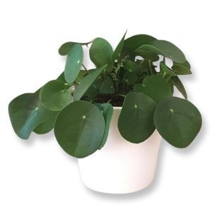 Pilea peperomoides 12 cm