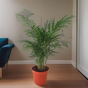 Areca palm-Dypsis Lutescens 9 cm