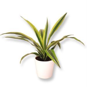 Dracaena Lemon Lime  P12