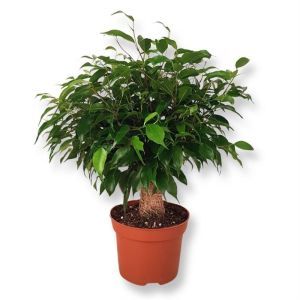 Ficus benjamina Green Kinky Jute P12