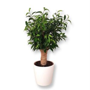 Ficus Natasja Jute stam P12