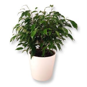 Ficus benjamina Green Kinky P12